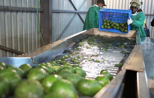 肯尼亚牛油果香飘北上广 中非农业合作新篇章